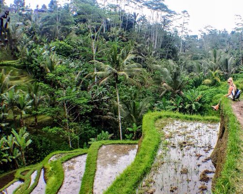 Tegalalang rijstvelden in Ubud
